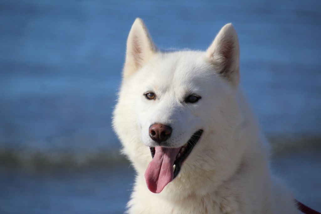 Les Siberian Husky de l'affixe Of Masadora