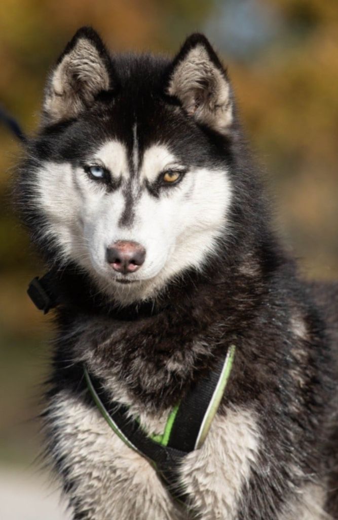 Les Siberian Husky de l'affixe Of Masadora