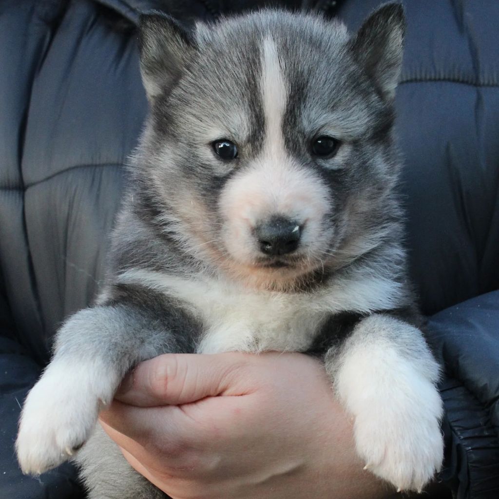 Of Masadora - Chiot disponible  - Siberian Husky