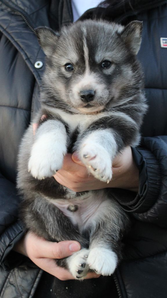 Of Masadora - Chiot disponible  - Siberian Husky