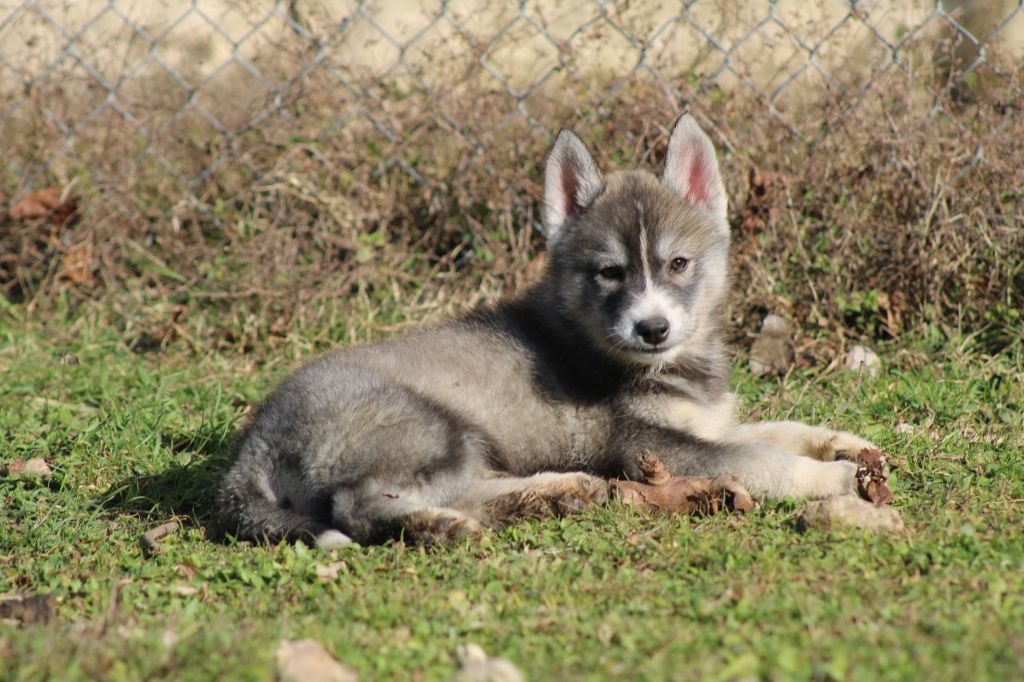 Of Masadora - Chiot disponible  - Siberian Husky