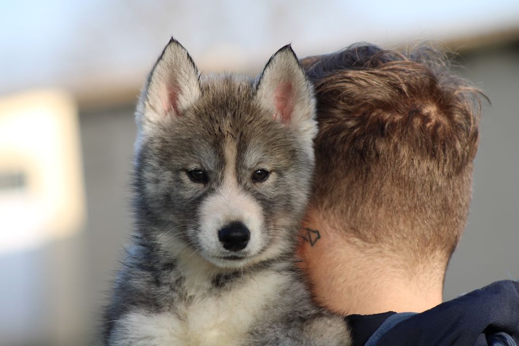 Of Masadora - Chiot disponible  - Siberian Husky