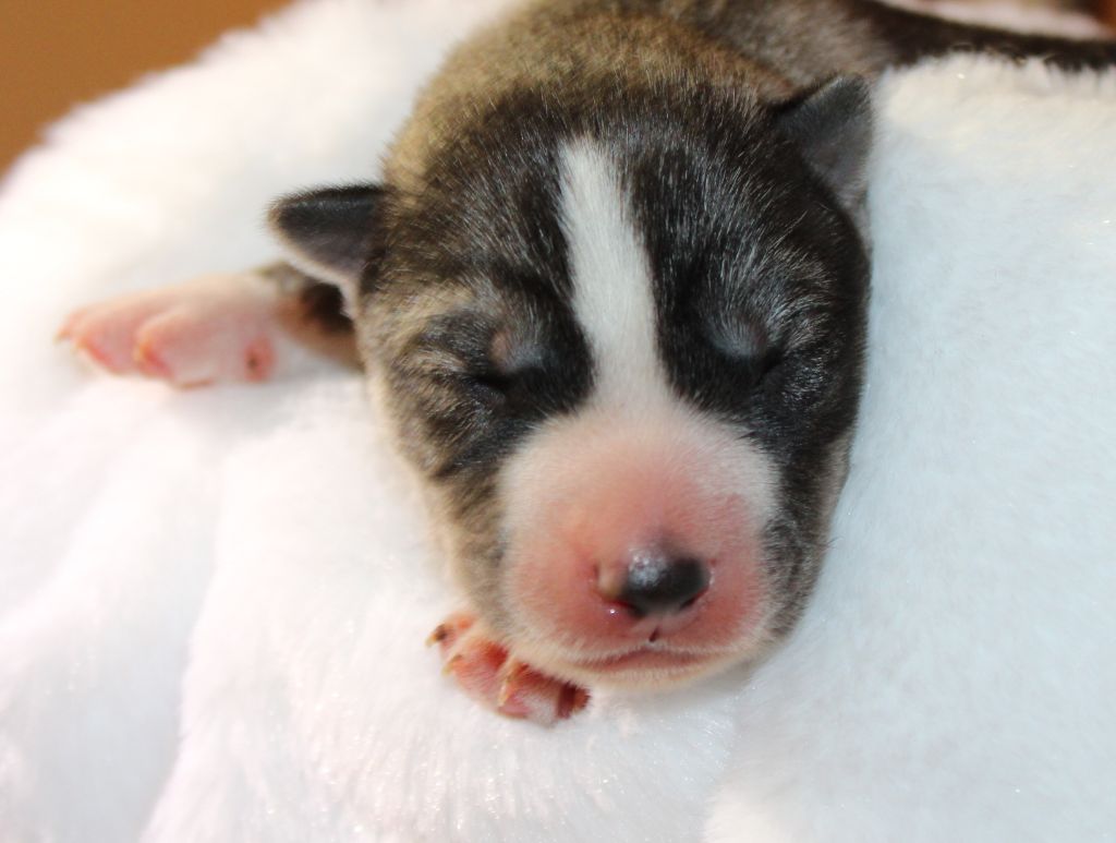 Of Masadora - Chiot disponible  - Siberian Husky