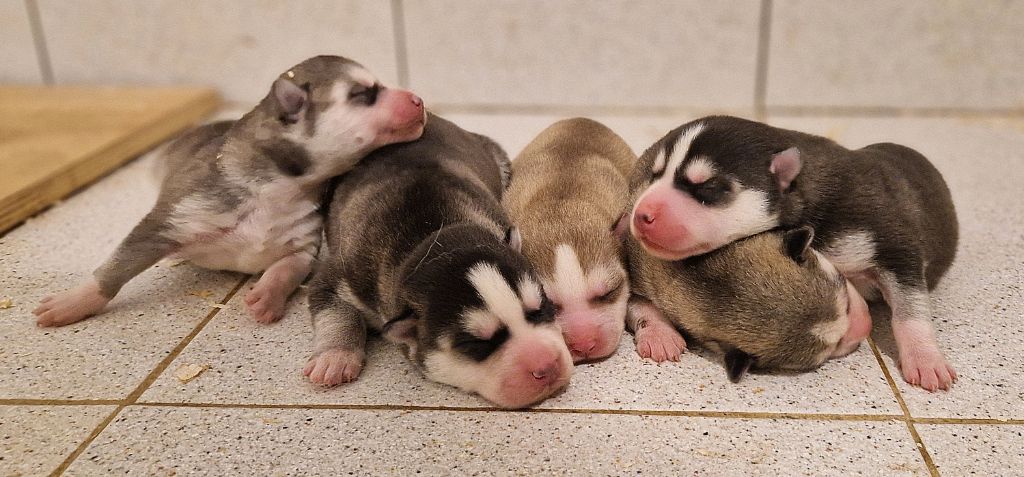 chiot Siberian Husky Of Masadora