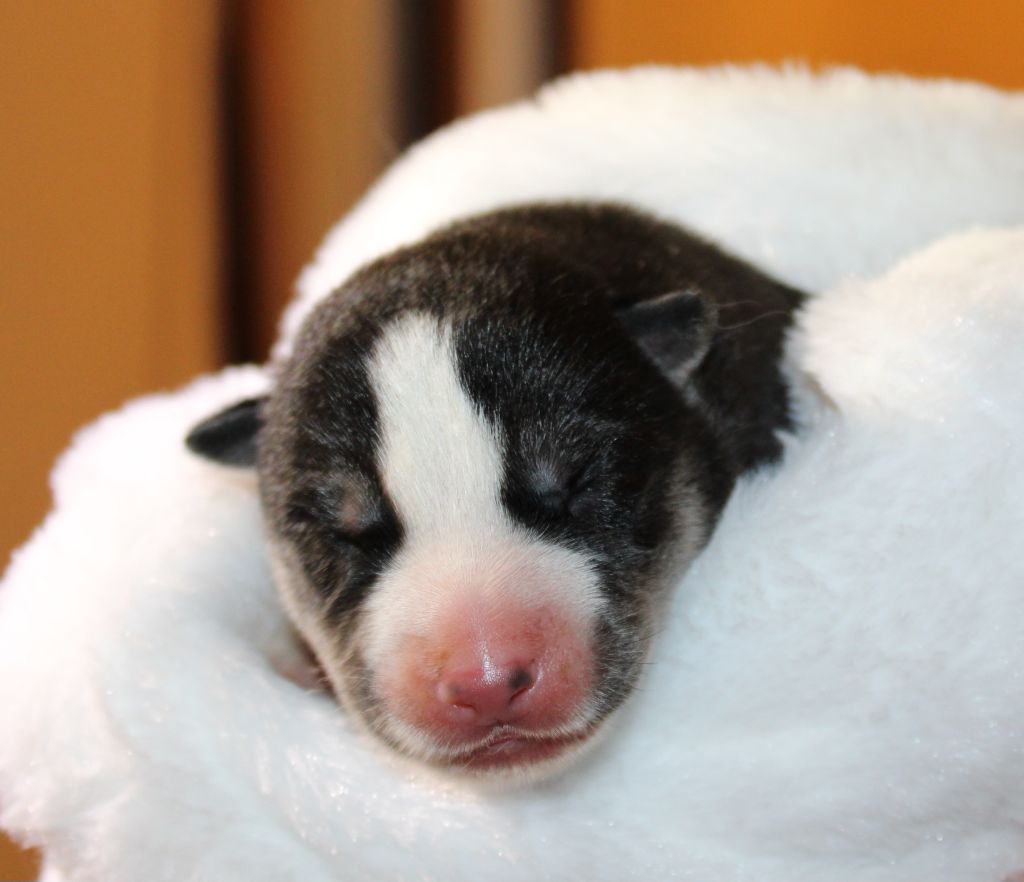 Of Masadora - Chiot disponible  - Siberian Husky