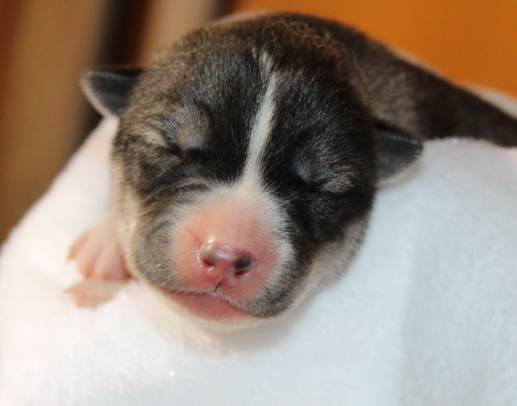 Of Masadora - Chiot disponible  - Siberian Husky