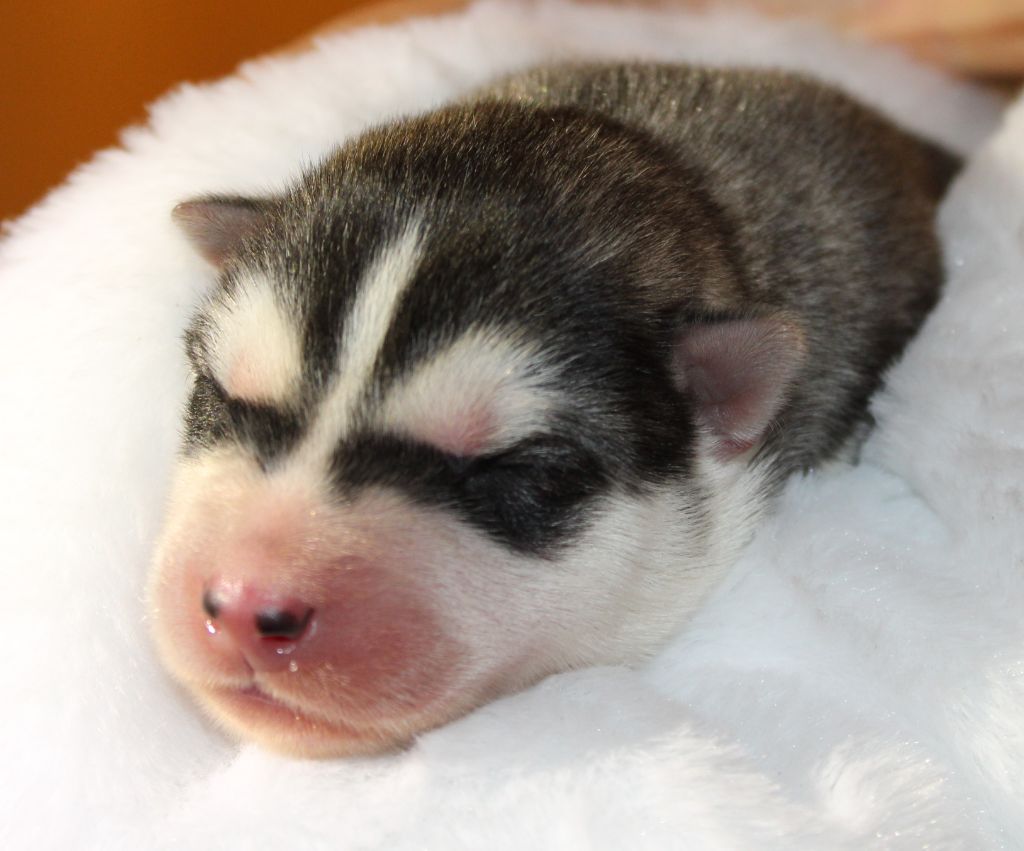 Of Masadora - Chiot disponible  - Siberian Husky