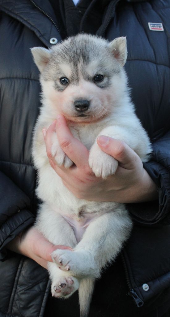 Of Masadora - Chiot disponible  - Siberian Husky