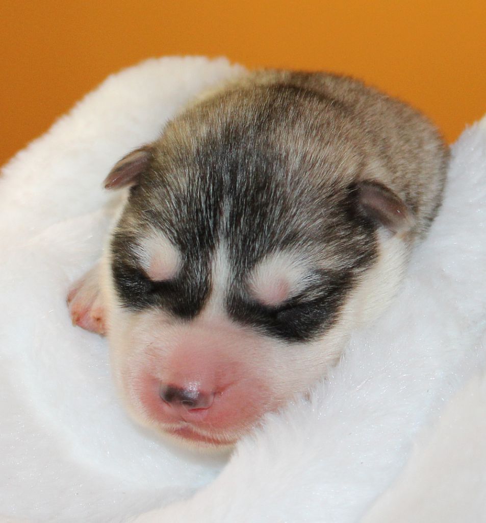 Of Masadora - Chiot disponible  - Siberian Husky