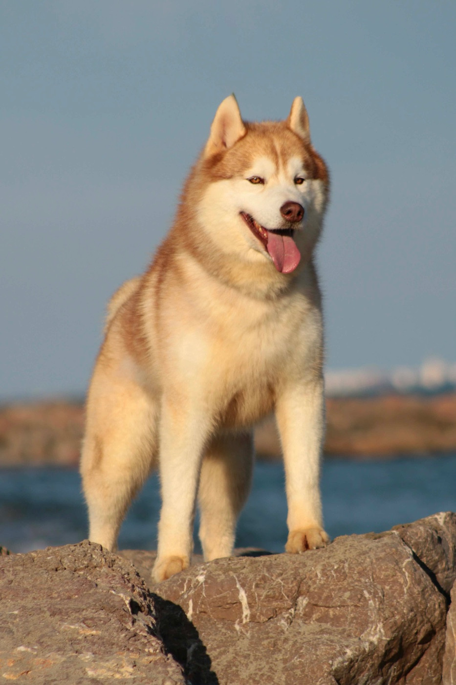 Arkouna Dream's Thorn express