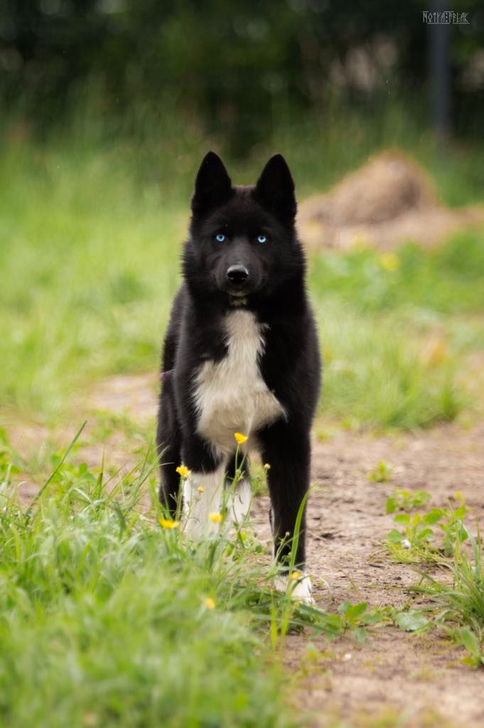 eskifavorite Noch' temna xena