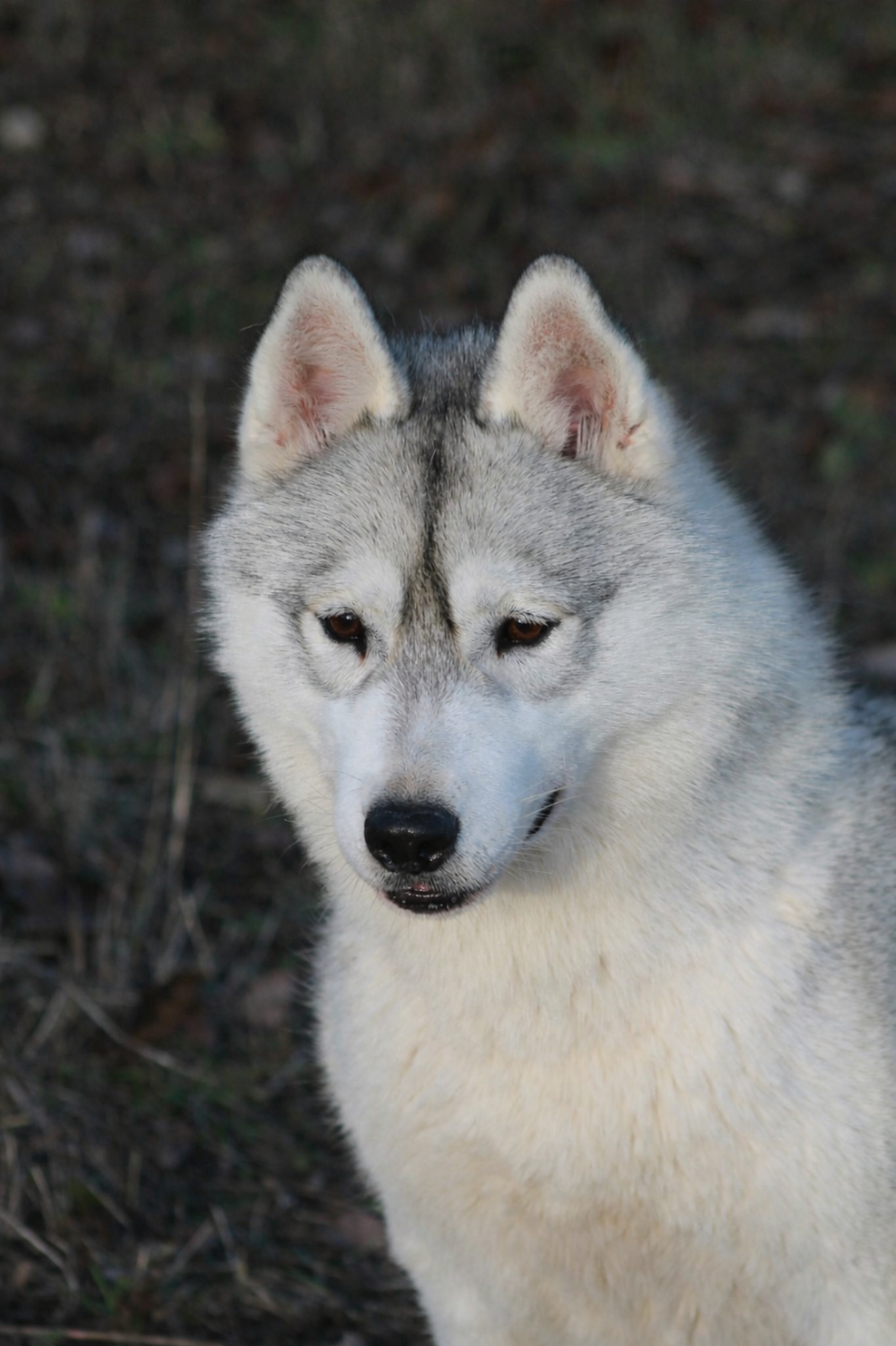 Attractive naomi Of Umok's Dreams