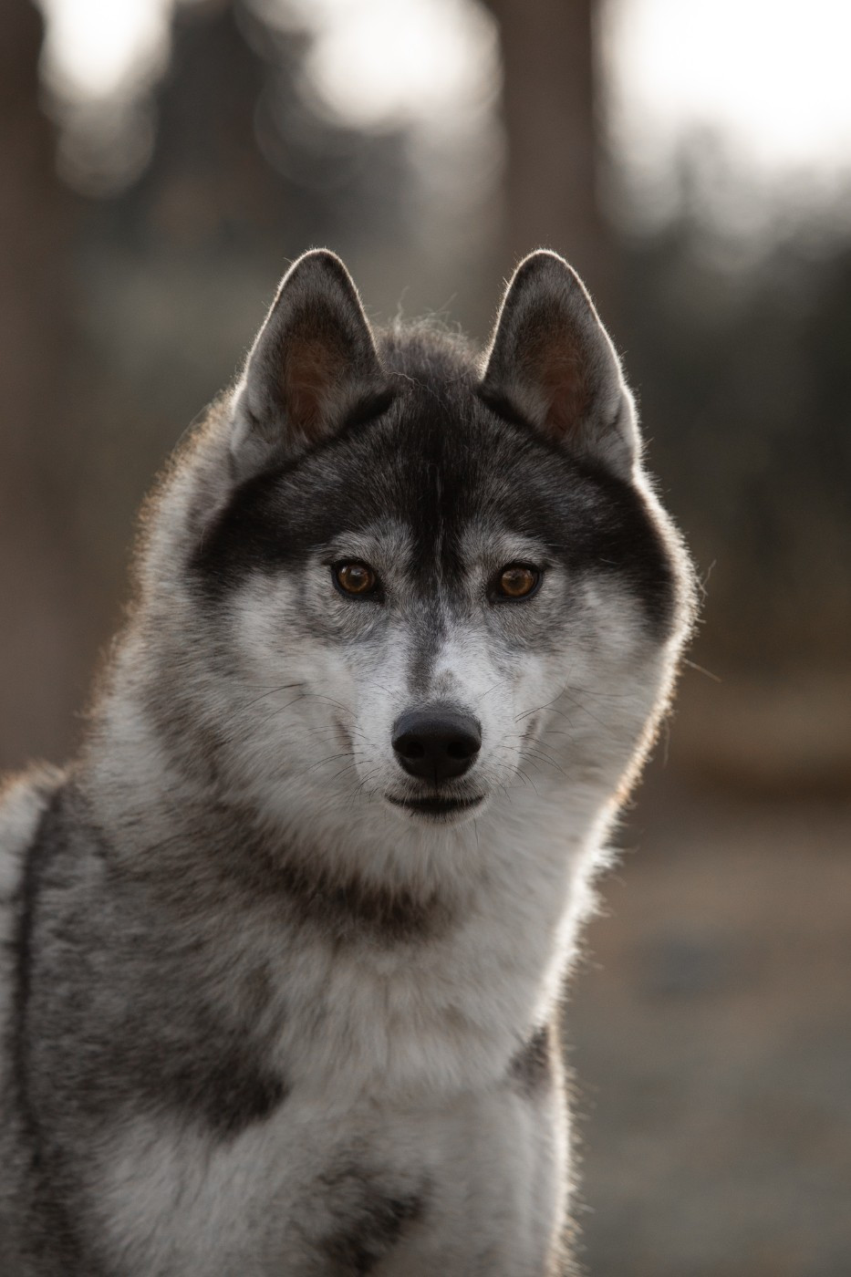 Miss divine universe (Sans Affixe)