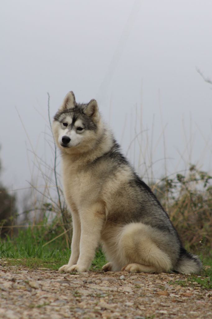 Very pretty dolly Of Masadora