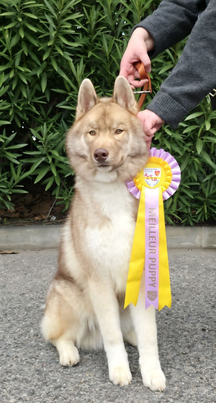 Artic Echo  Of Masadora