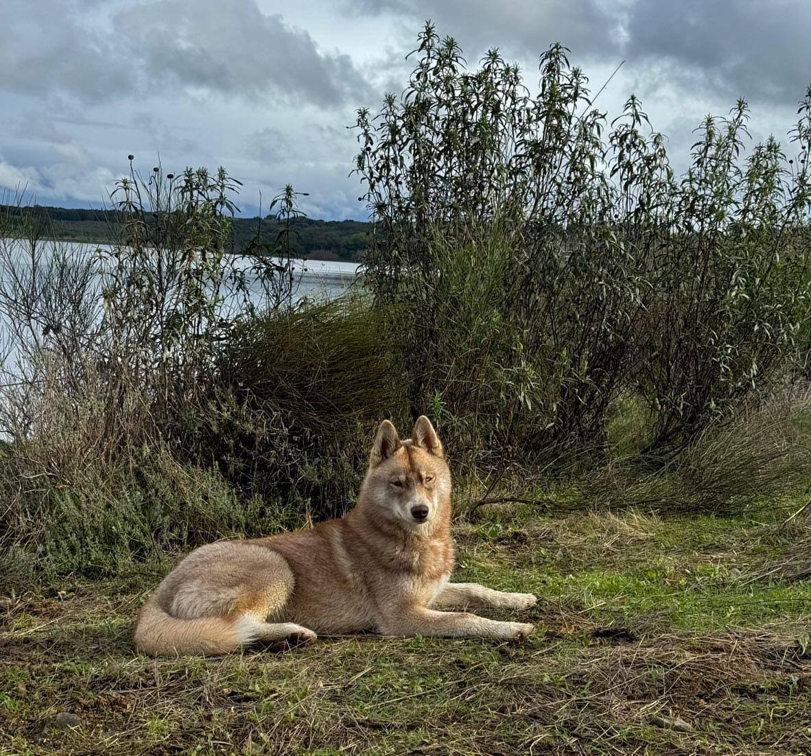 Artic Shena Of Masadora