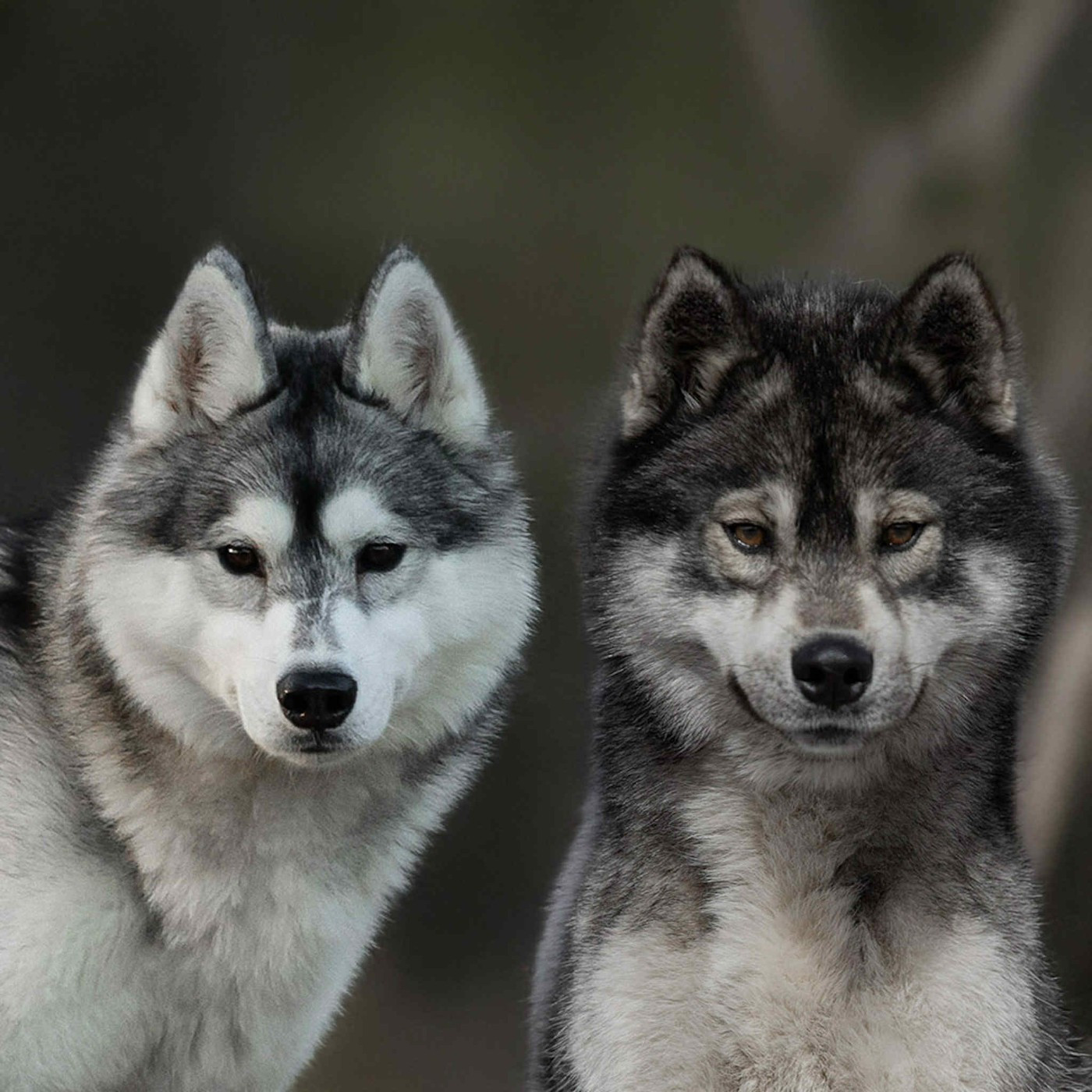 Prochaine portée pour décembre