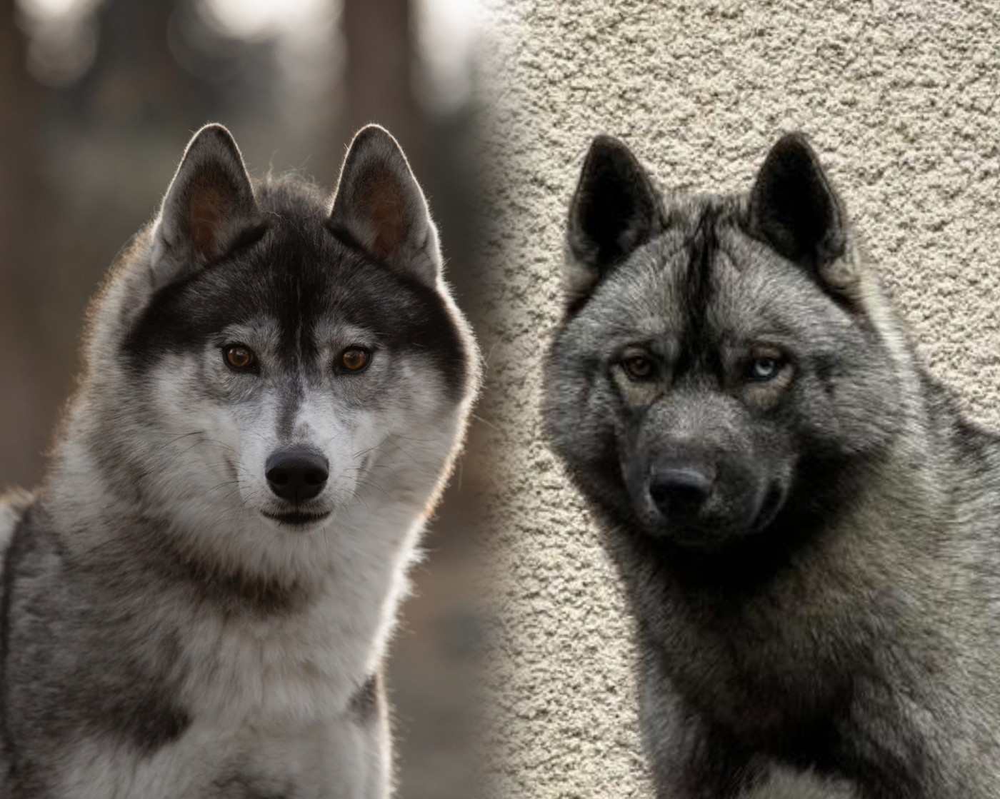 Prochaine portée pour début 2026