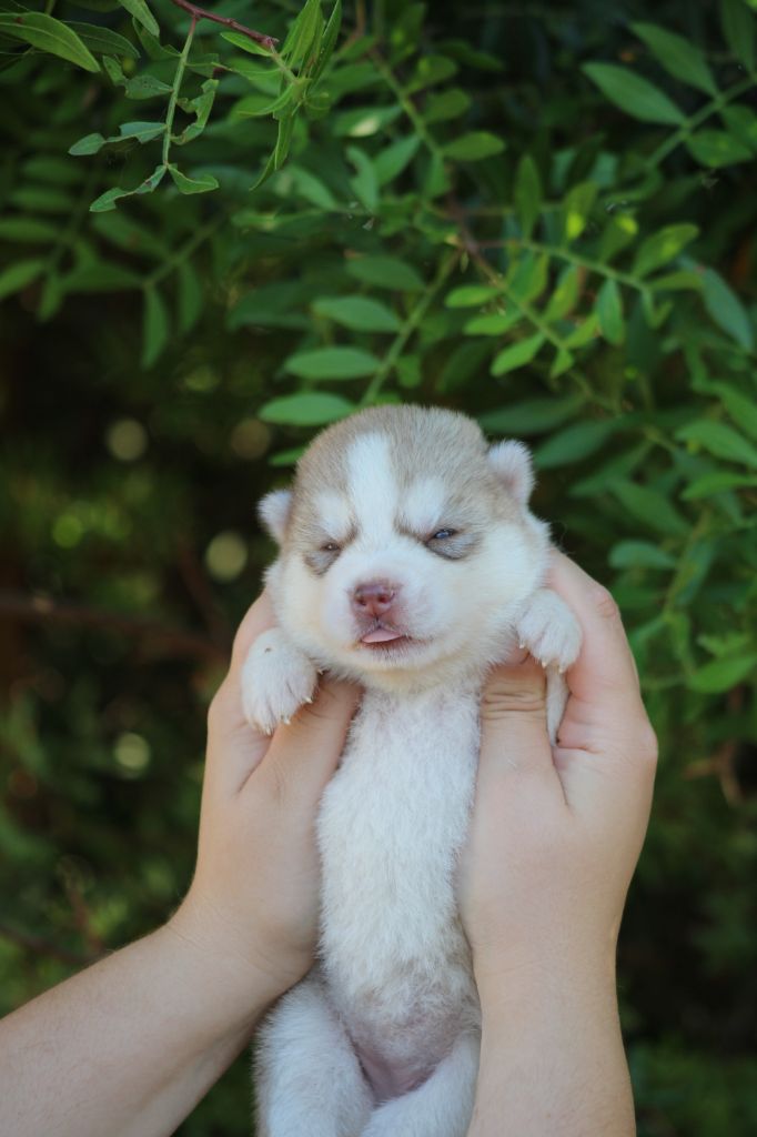 Of Masadora - Chiots disponibles - Siberian Husky