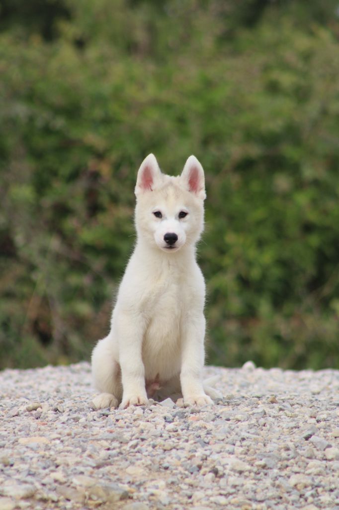 Of Masadora - Chiots disponibles - Siberian Husky