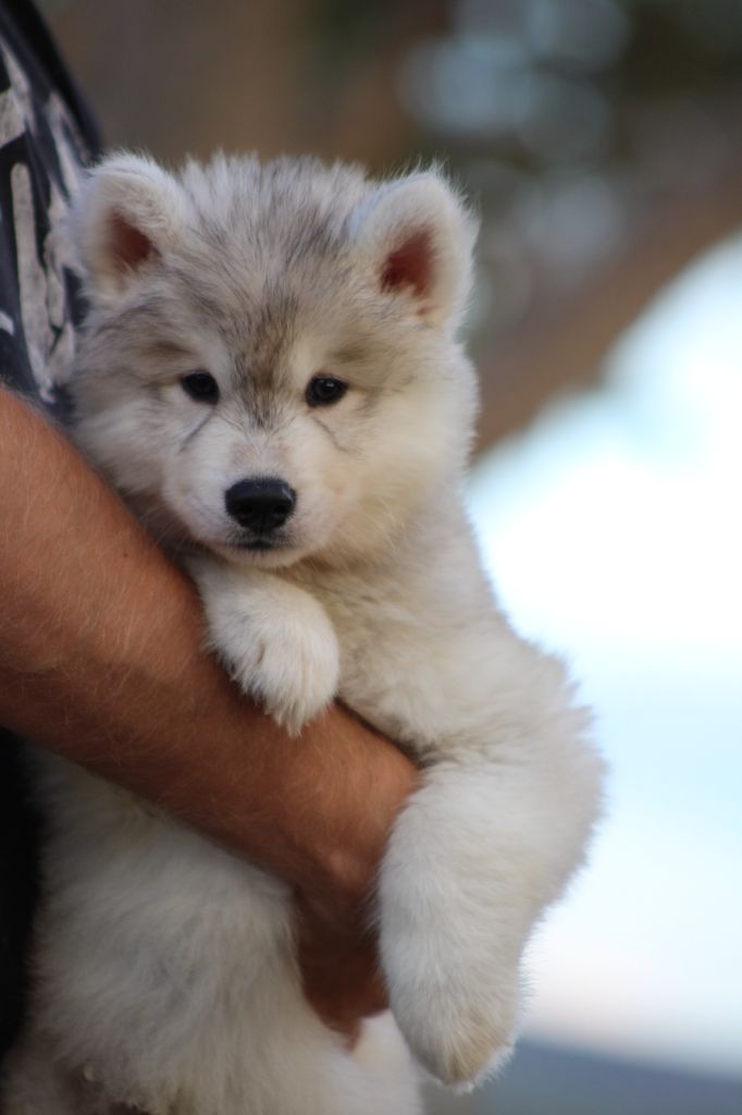 Of Masadora - Chiots disponibles - Siberian Husky