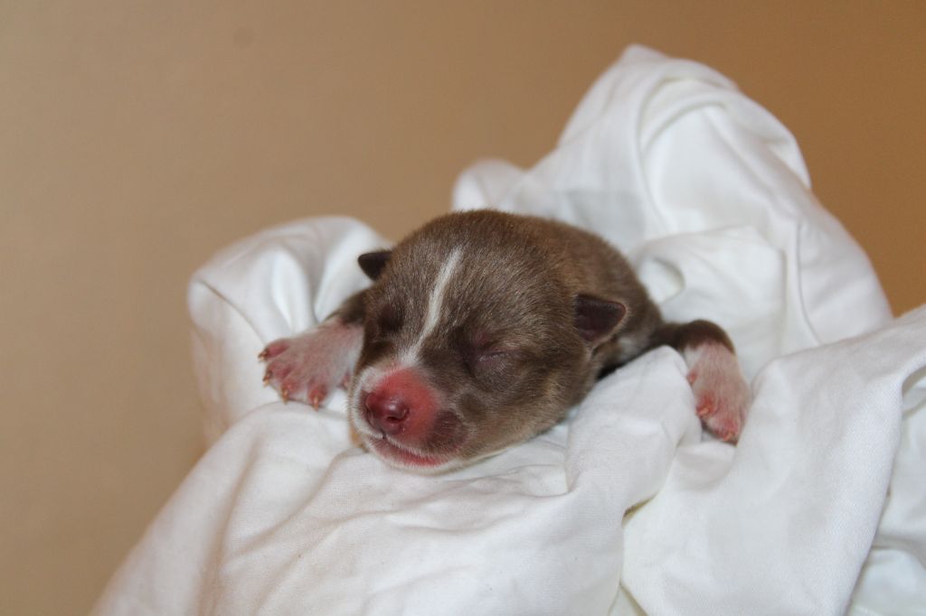 Of Masadora - Chiots disponibles - Siberian Husky