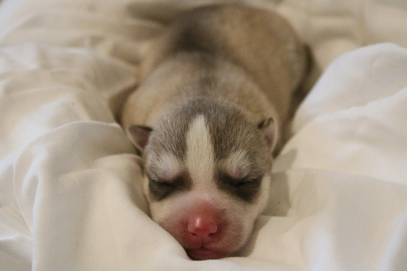 Of Masadora - Chiots disponibles - Siberian Husky