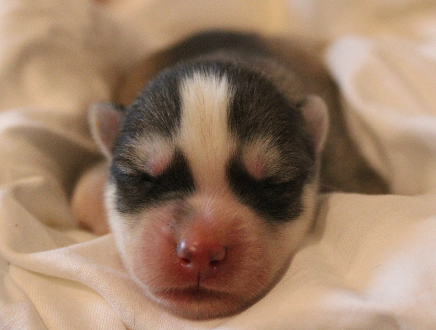 Of Masadora - Chiots disponibles - Siberian Husky