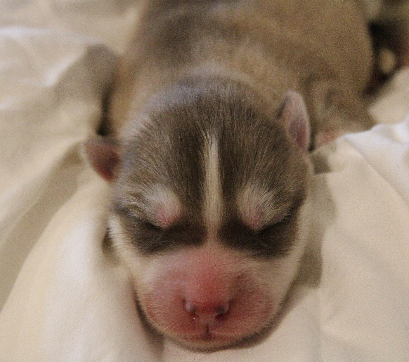 Of Masadora - Chiots disponibles - Siberian Husky