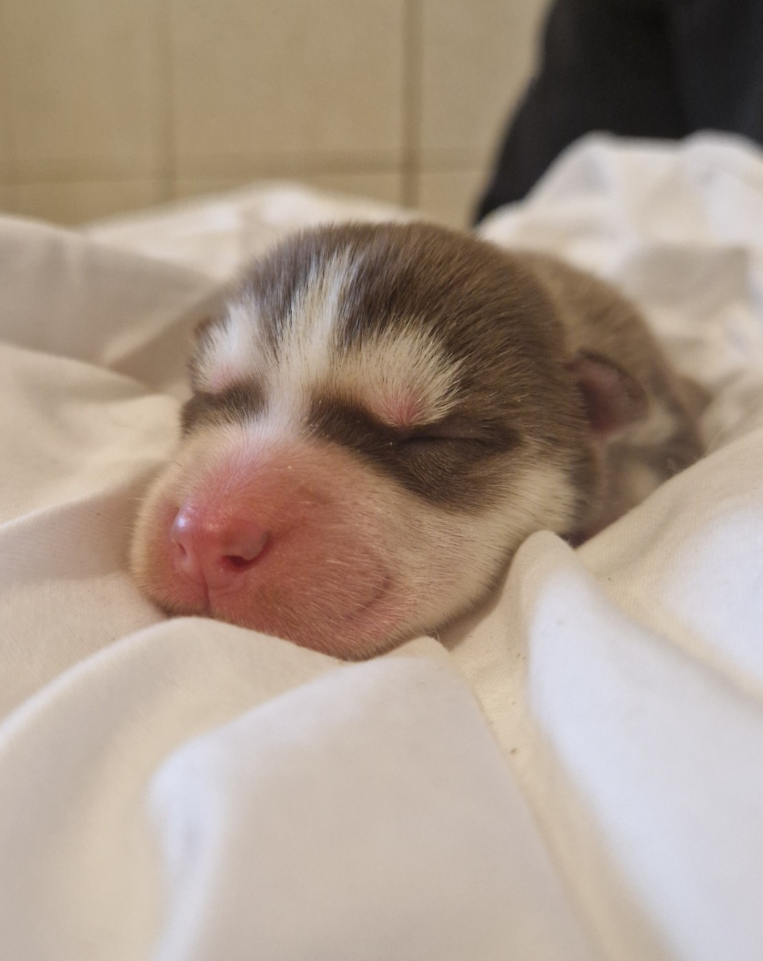 Of Masadora - Chiots disponibles - Siberian Husky