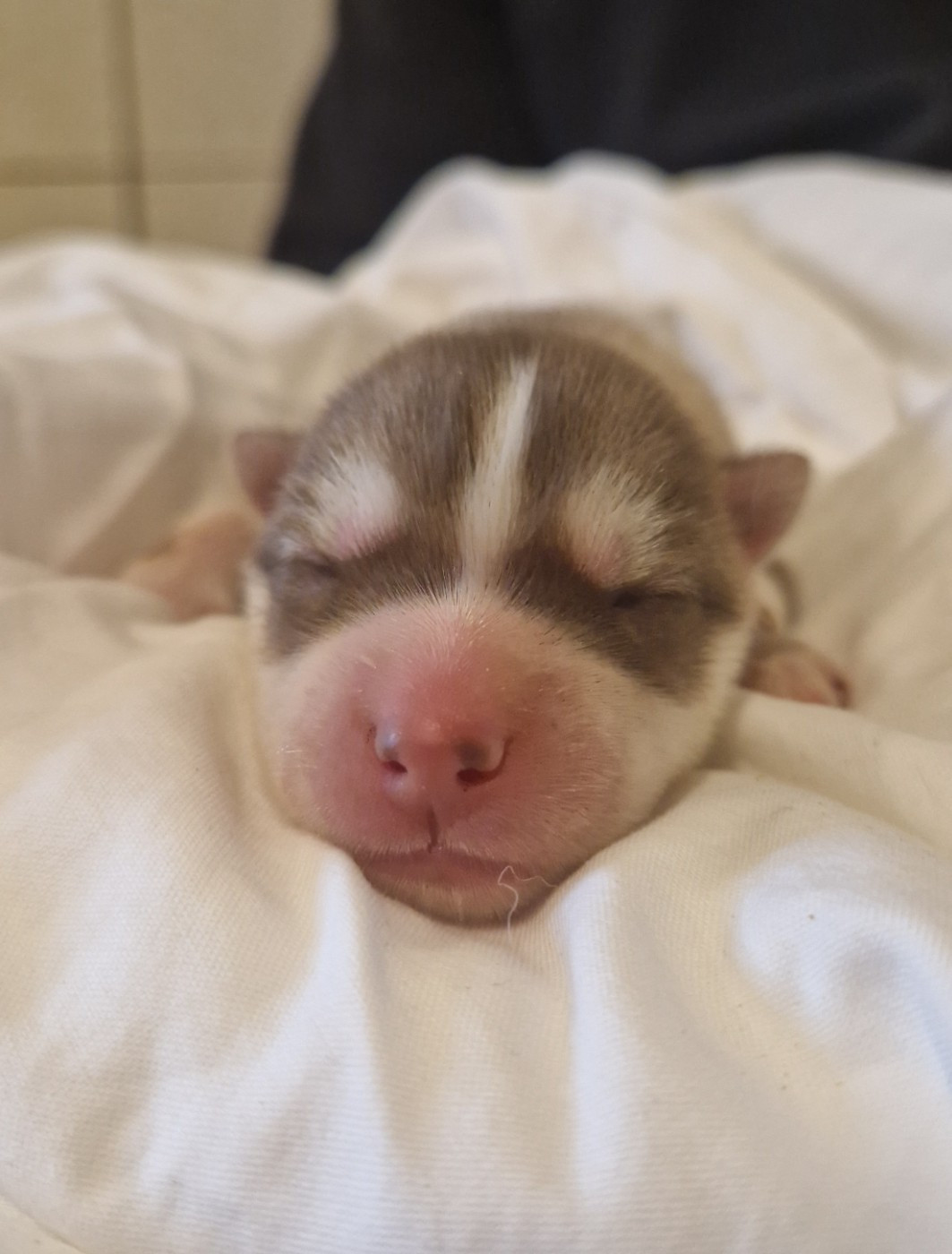 Of Masadora - Chiots disponibles - Siberian Husky