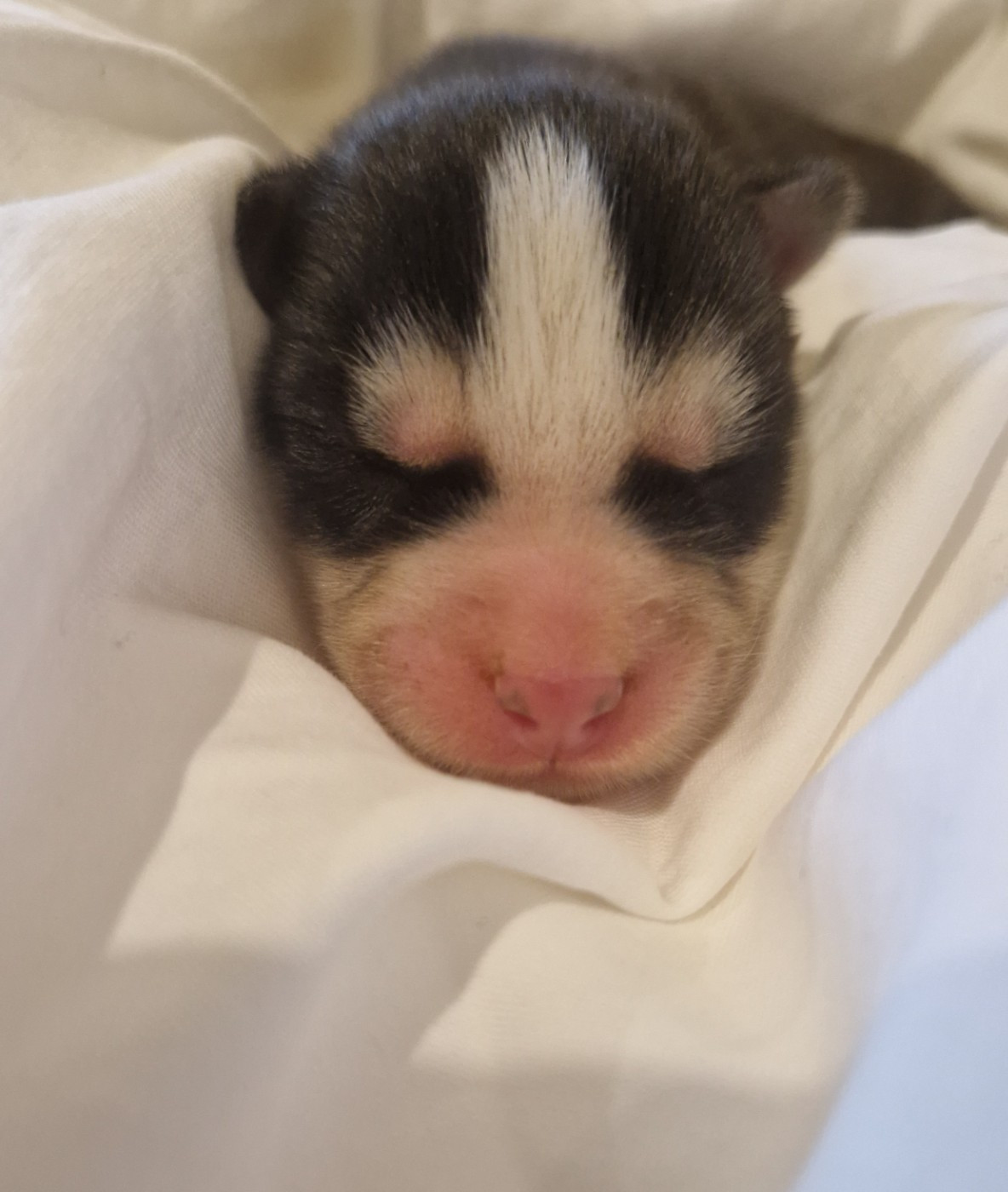 Of Masadora - Chiots disponibles - Siberian Husky