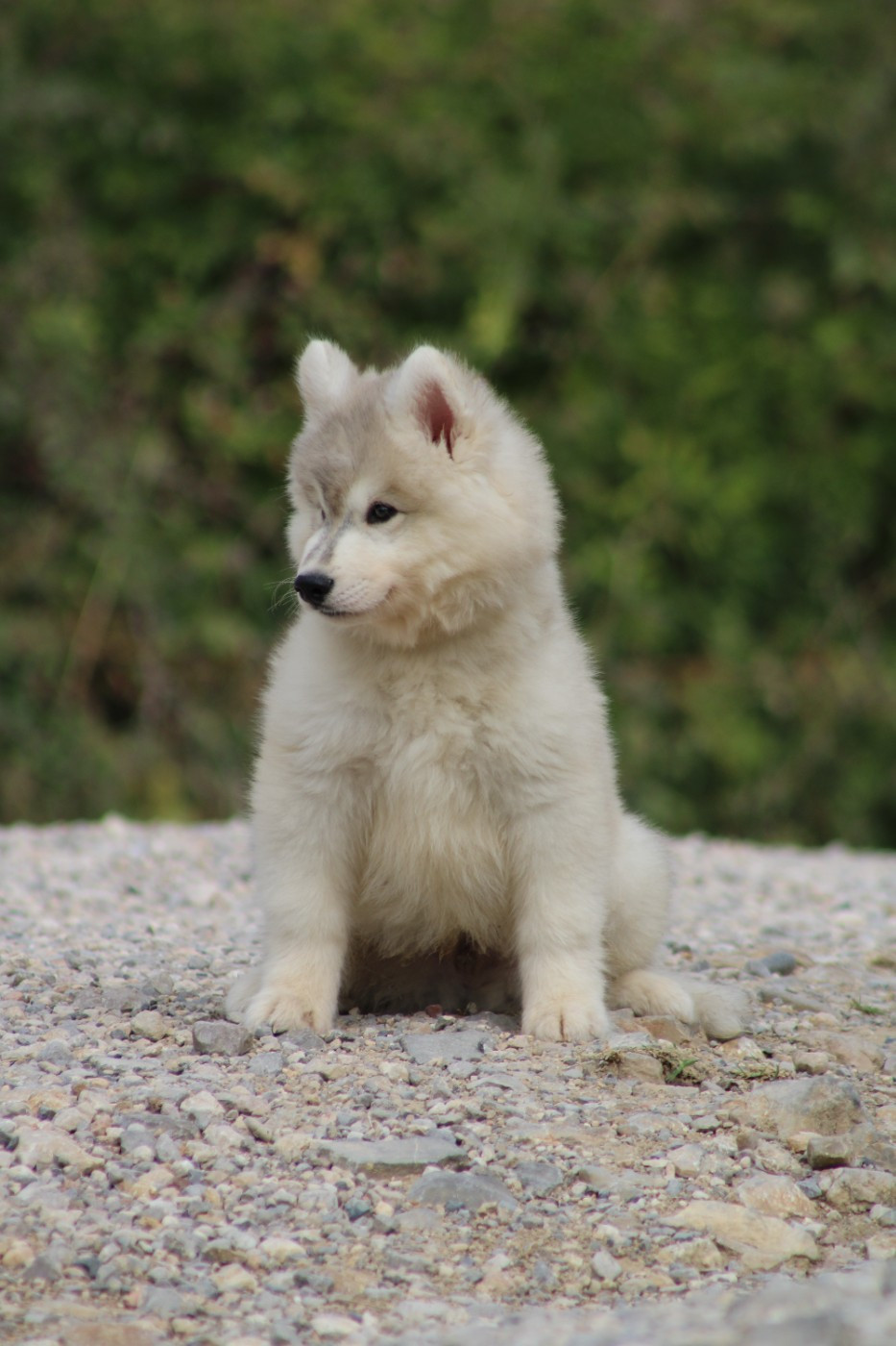 Of Masadora - Siberian Husky - Portée née le 17/07/2025