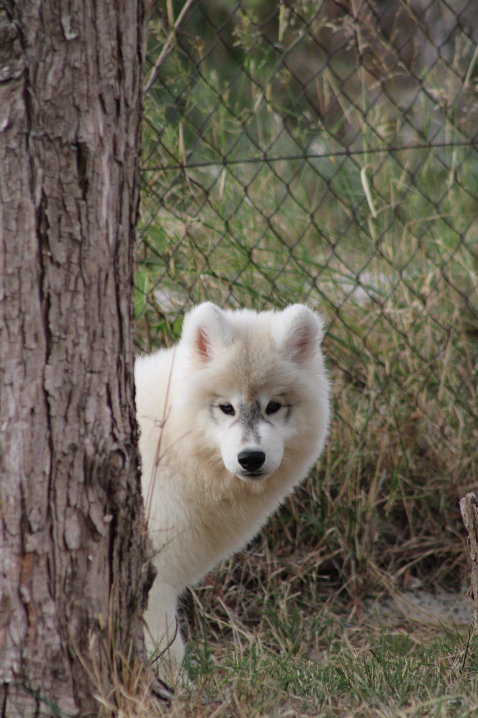 Of Masadora - Chiots disponibles - Siberian Husky