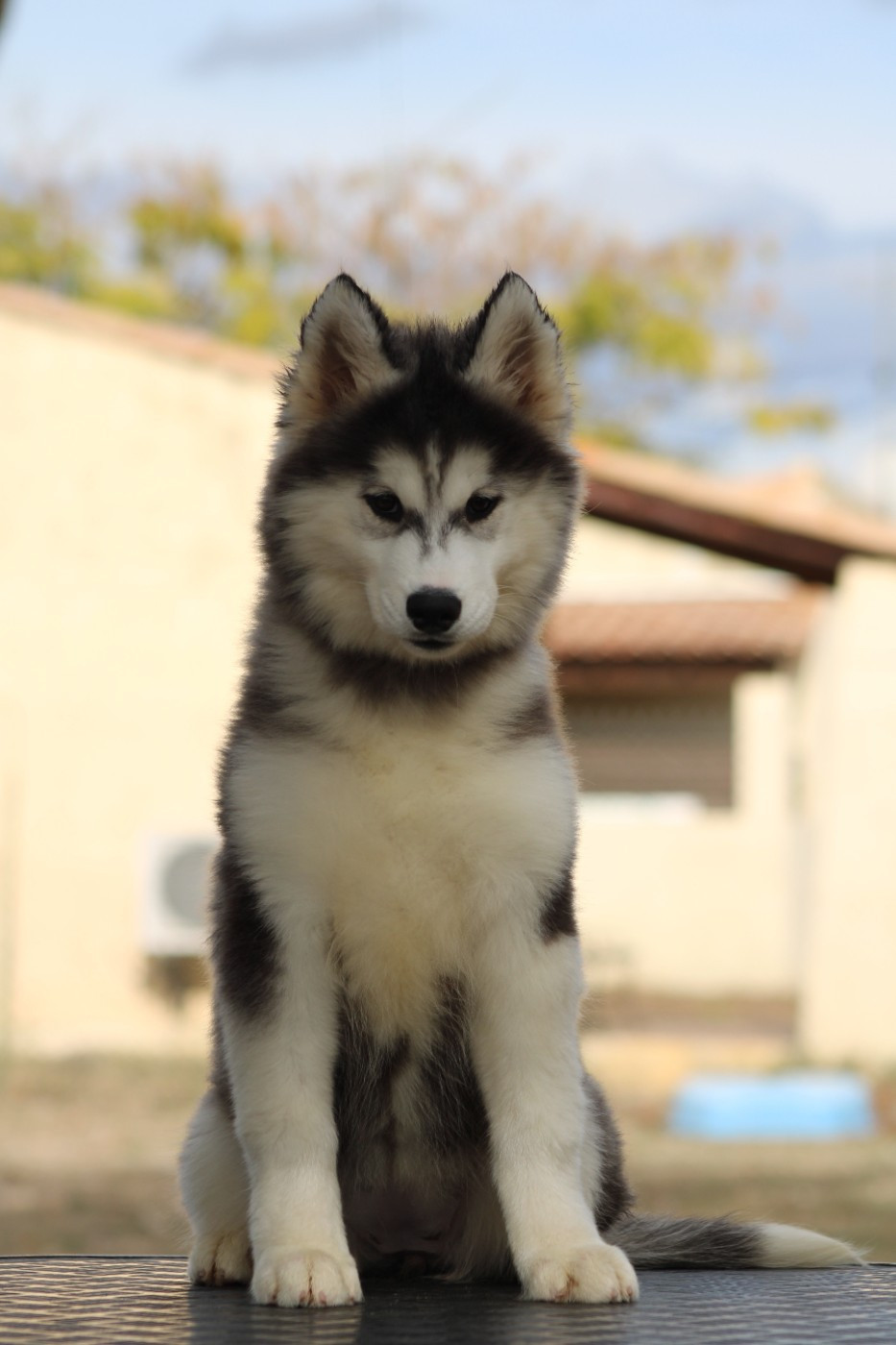 Of Masadora - Chiots disponibles - Siberian Husky