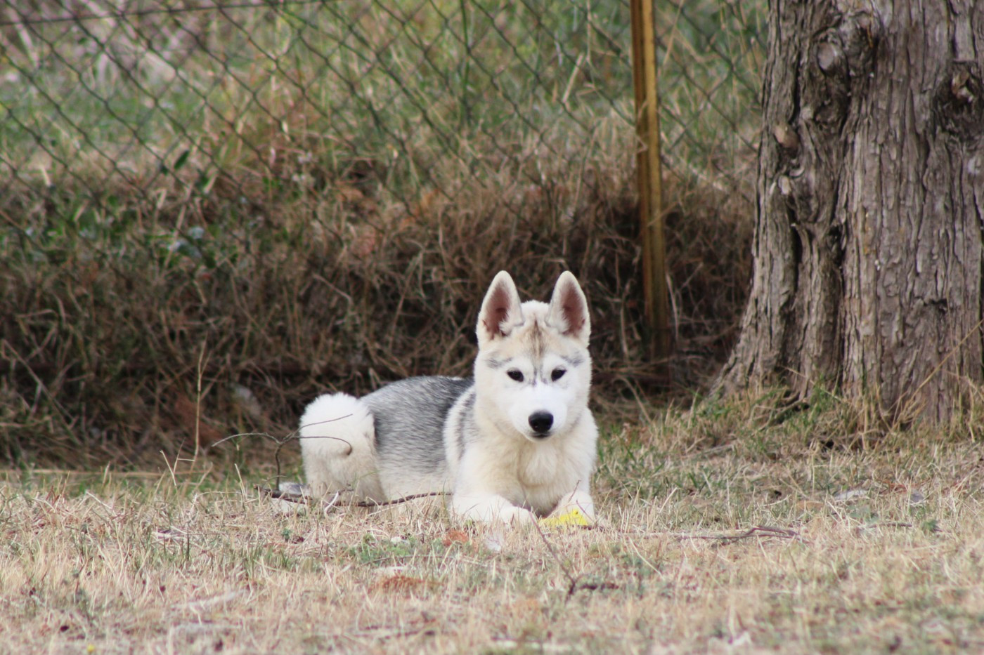 Of Masadora - Chiots disponibles - Siberian Husky