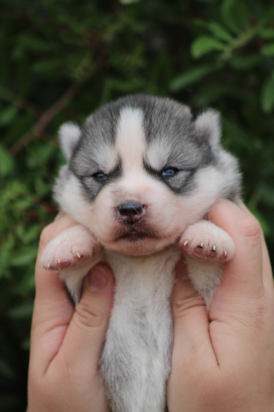 Of Masadora - Chiots disponibles - Siberian Husky