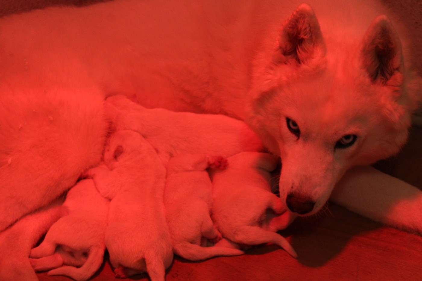 Chiot Siberian Husky Of Masadora