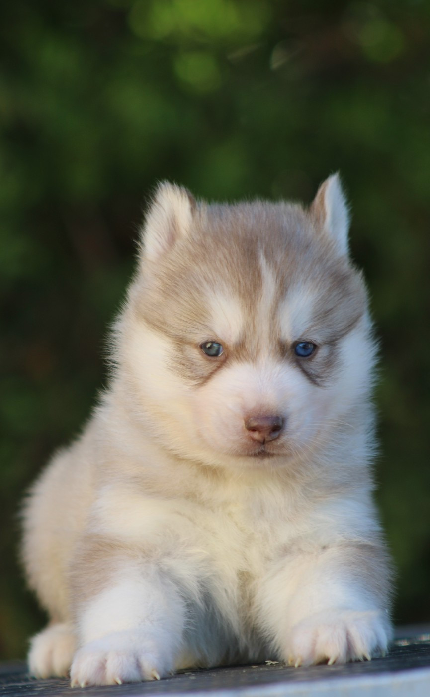 Of Masadora - Chiots disponibles - Siberian Husky