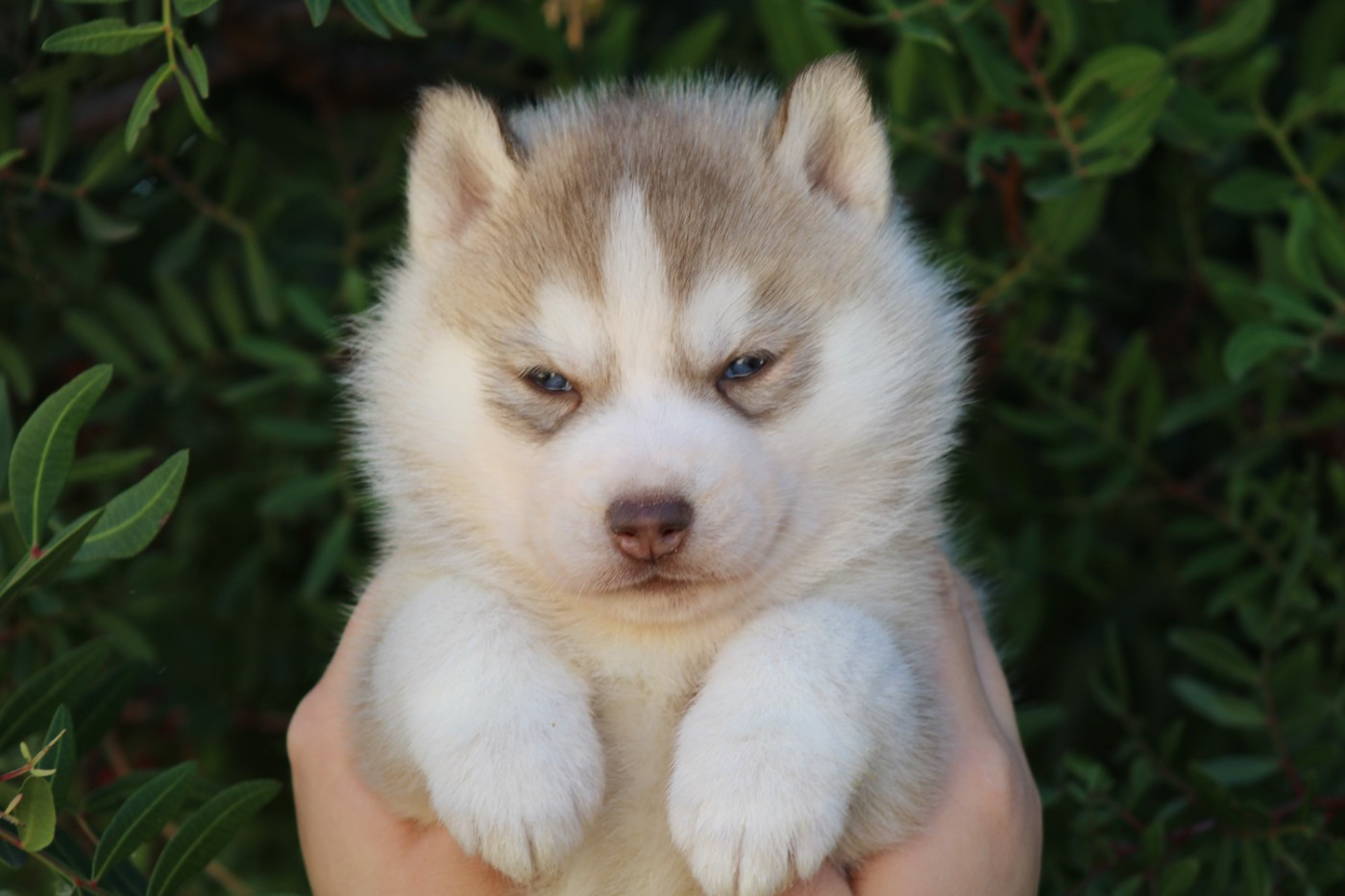 Of Masadora - Siberian Husky - Portée née le 18/10/2025