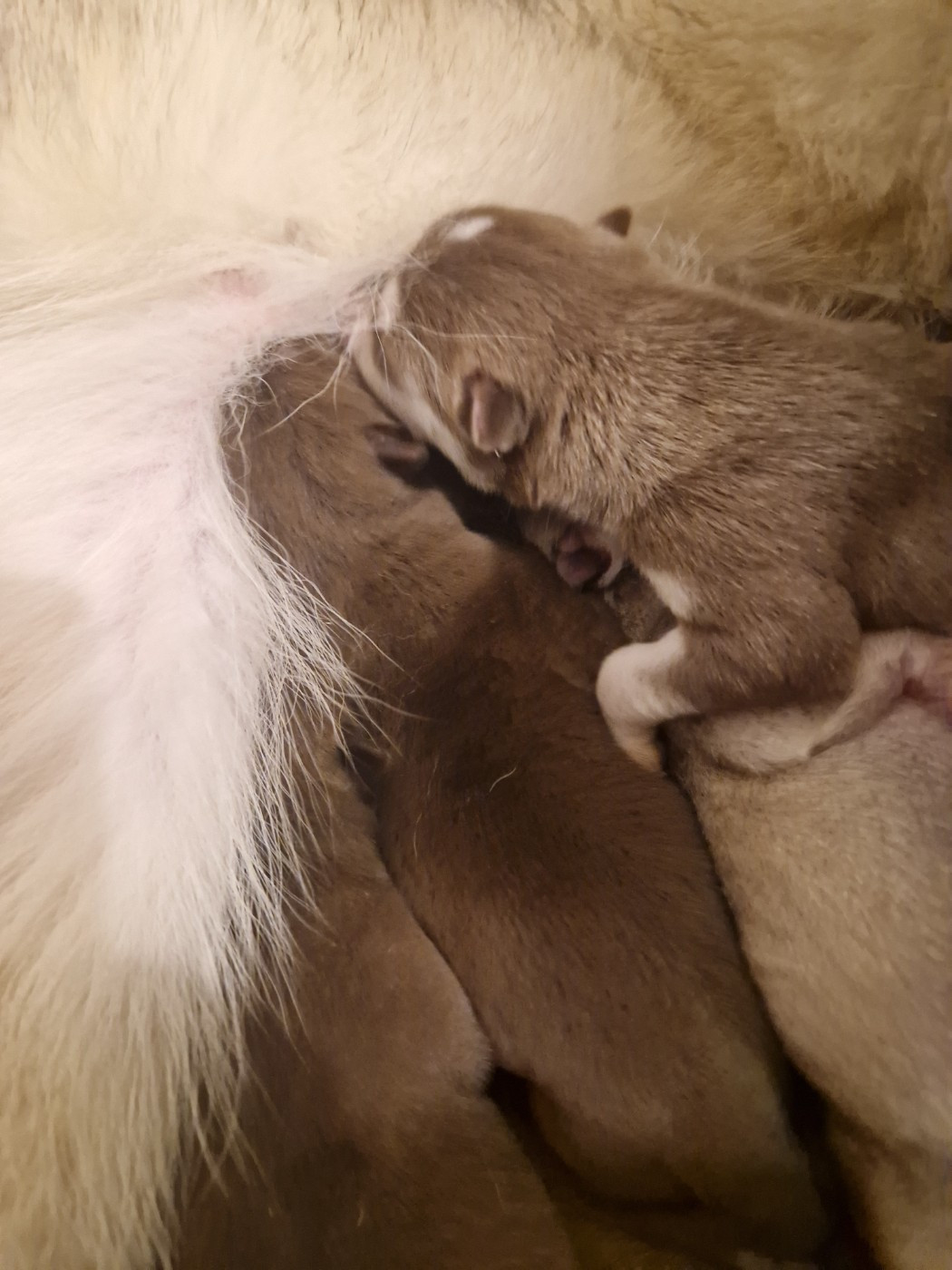 Chiot Siberian Husky Of Masadora