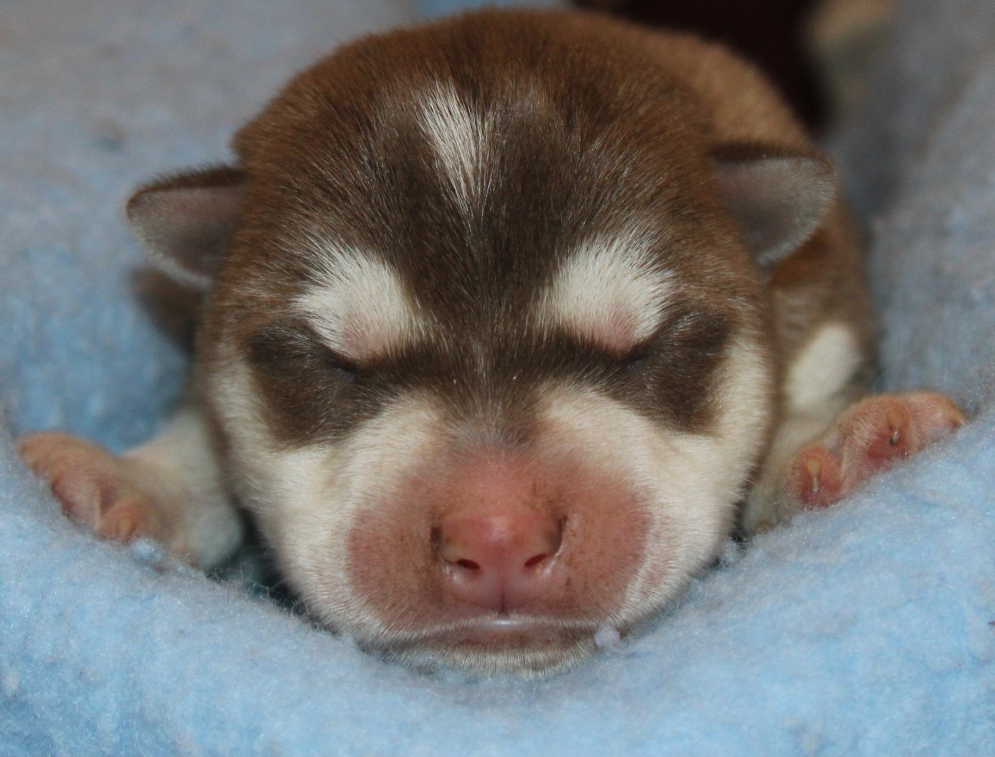 Of Masadora - Chiots disponibles - Siberian Husky