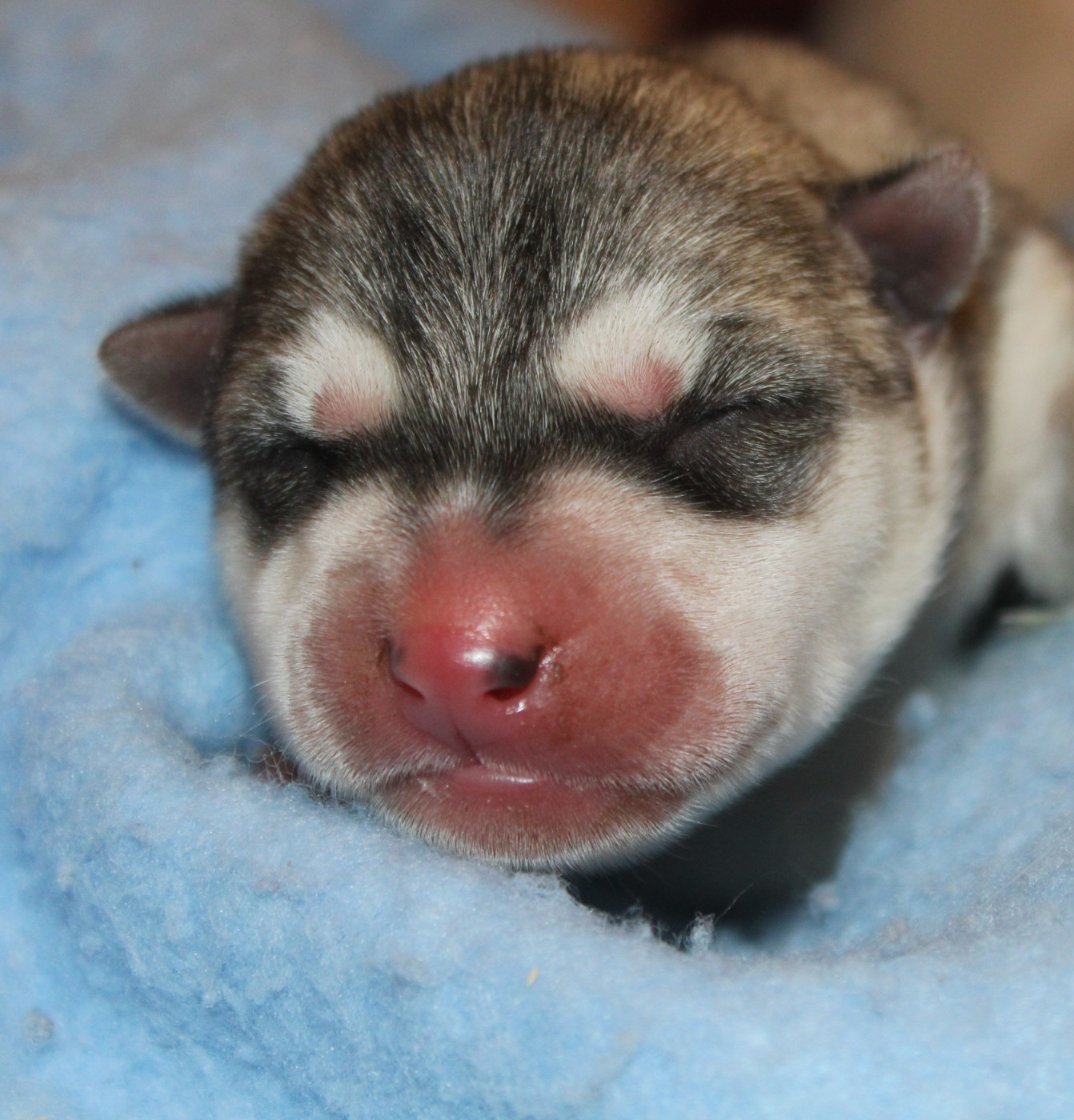 Of Masadora - Chiots disponibles - Siberian Husky