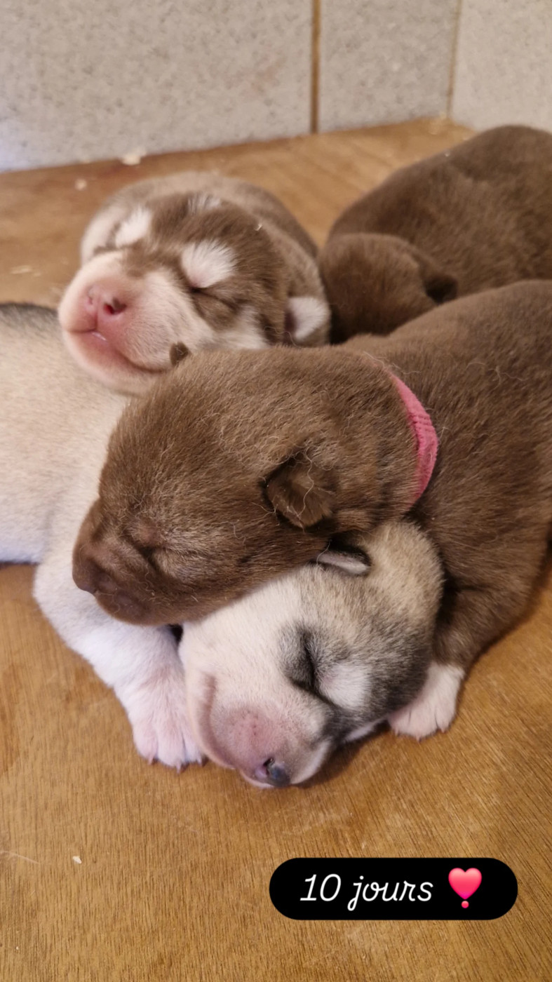 Of Masadora - Siberian Husky - Portée née le 01/12/2025