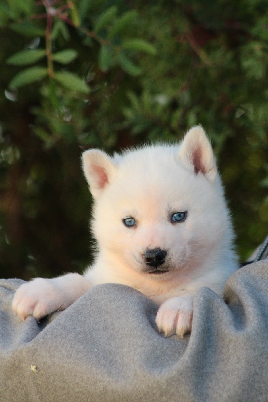 Of Masadora - Chiots disponibles - Siberian Husky