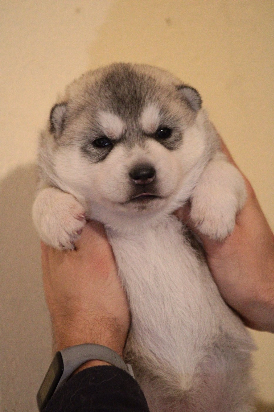 Of Masadora - Chiots disponibles - Siberian Husky