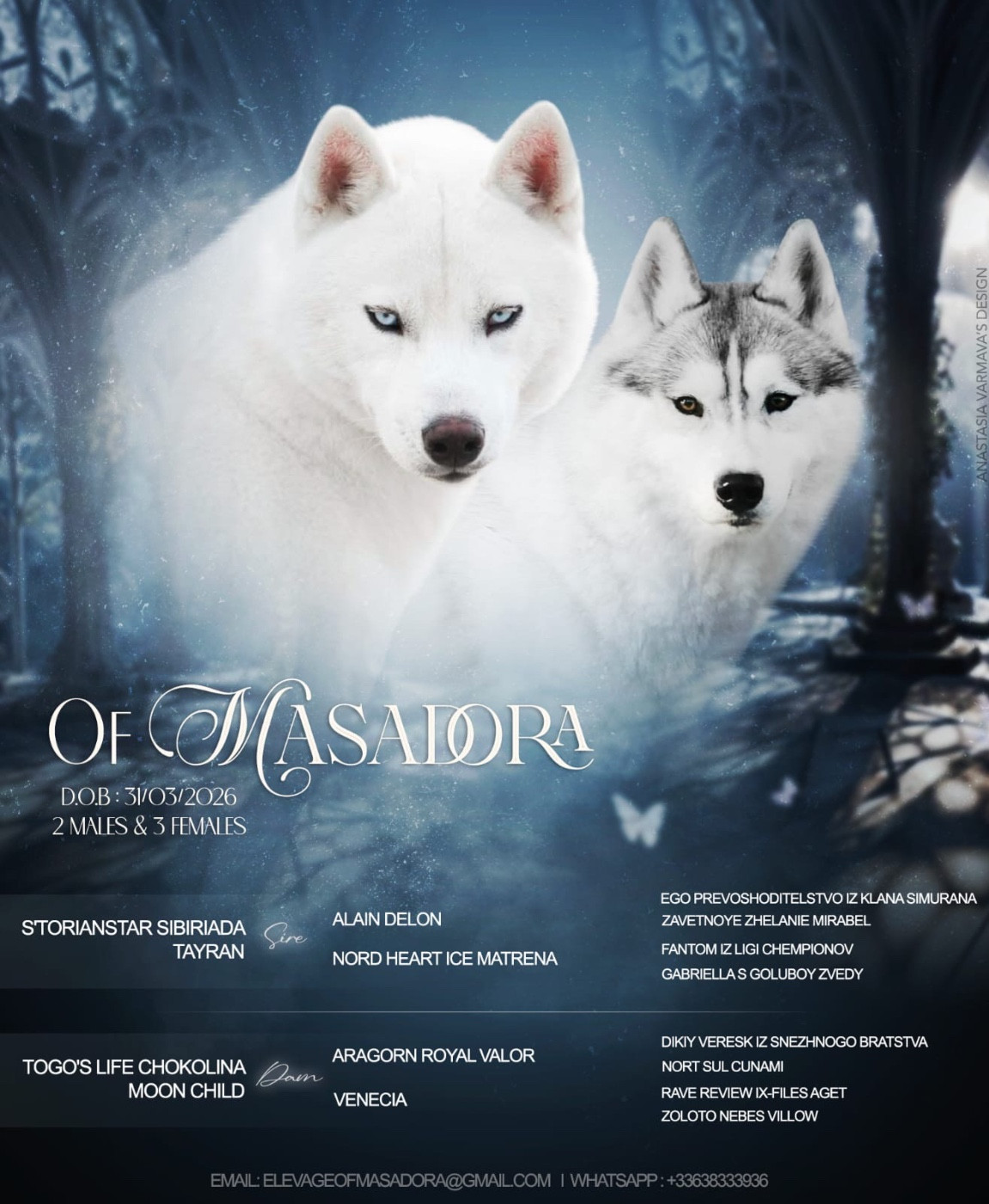 Chiot Siberian Husky Of Masadora