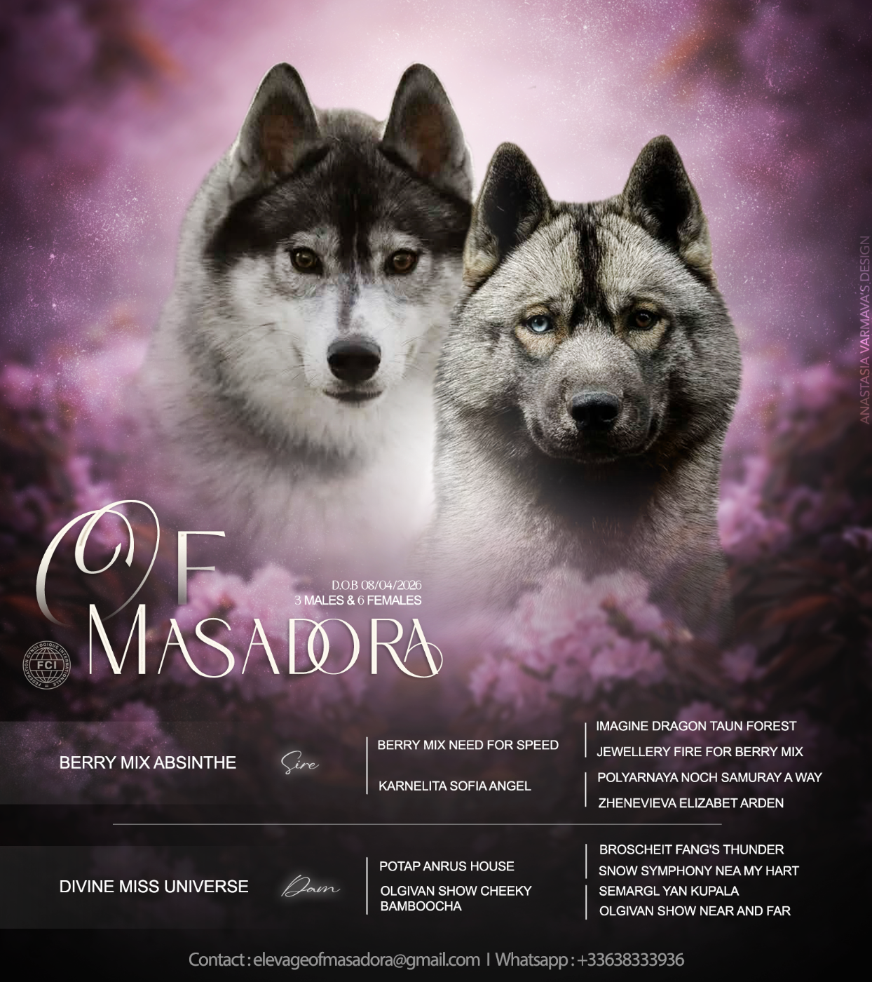 Chiot Siberian Husky Of Masadora