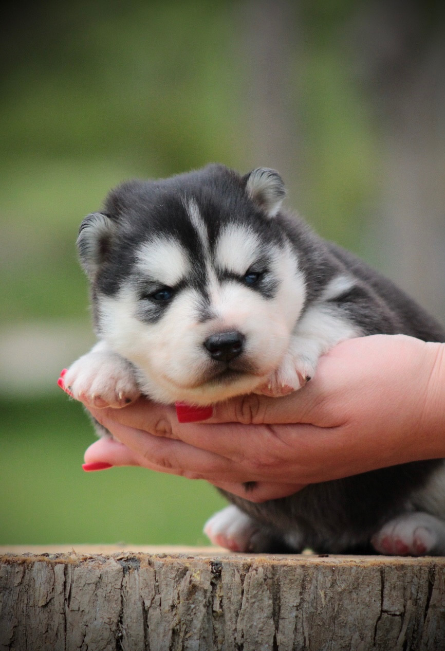 Of Masadora - Chiots disponibles - Siberian Husky