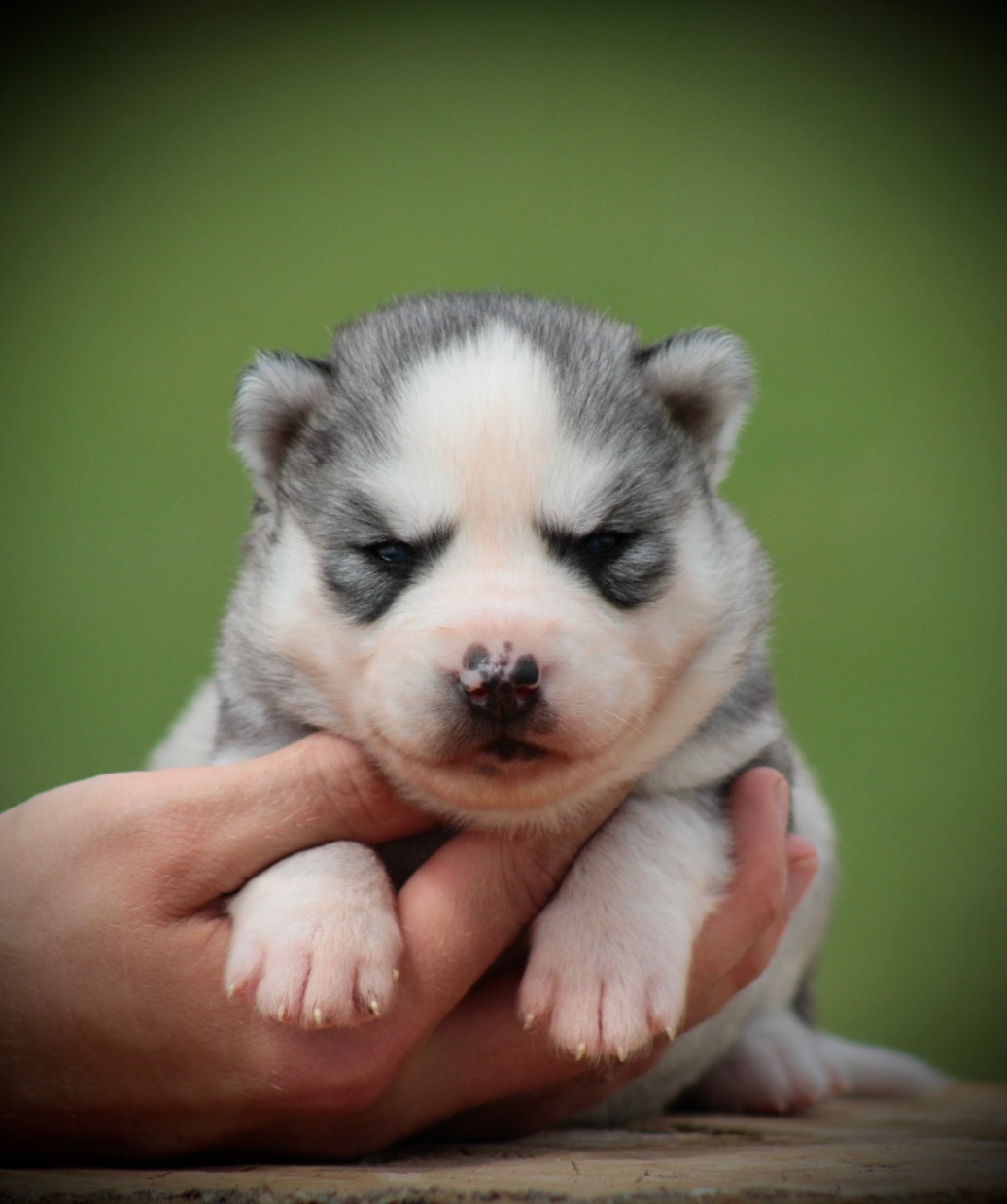 Of Masadora - Chiots disponibles - Siberian Husky